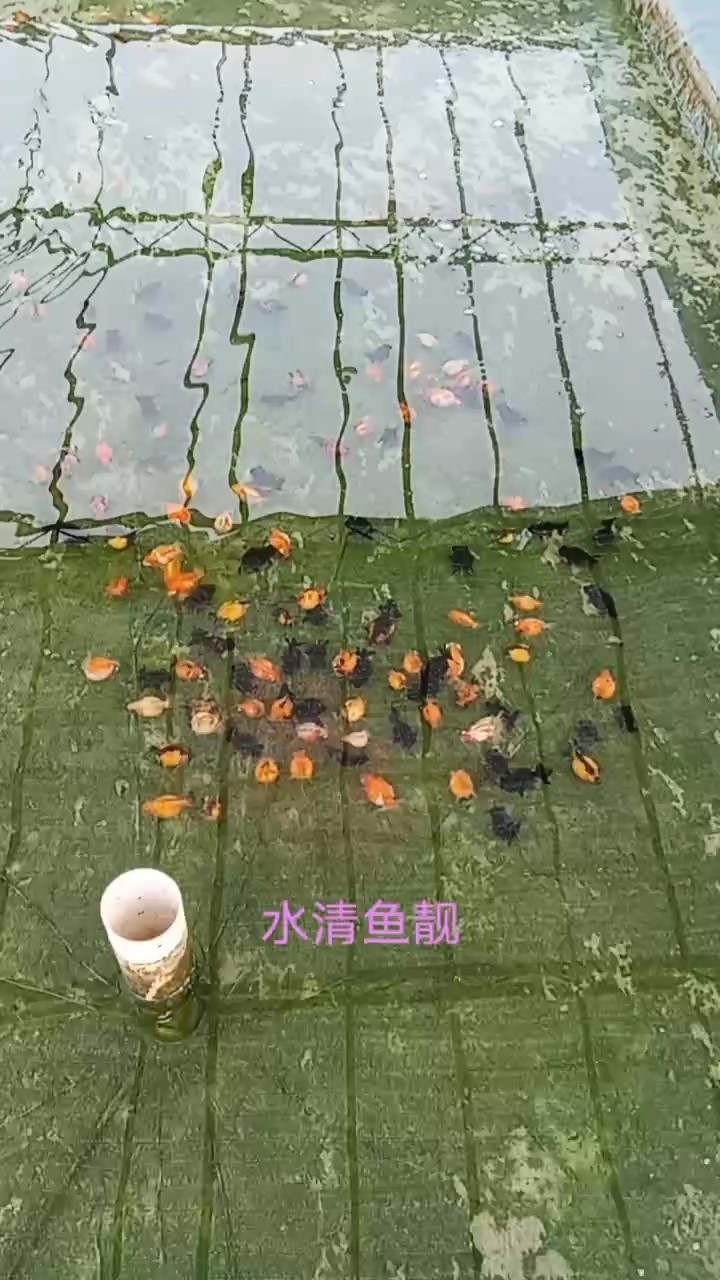 換水隨拍 換水隨拍 龍魚論壇