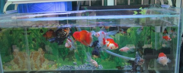 70厘米深魚缸養什么金魚：70厘米深的魚缸適合養哪些金魚