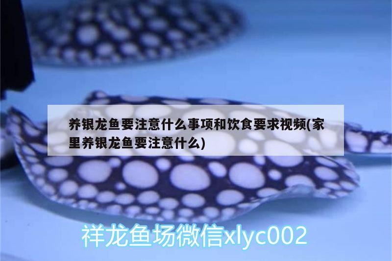 養(yǎng)銀龍魚要注意什么事項和飲食要求視頻(家里養(yǎng)銀龍魚要注意什么)
