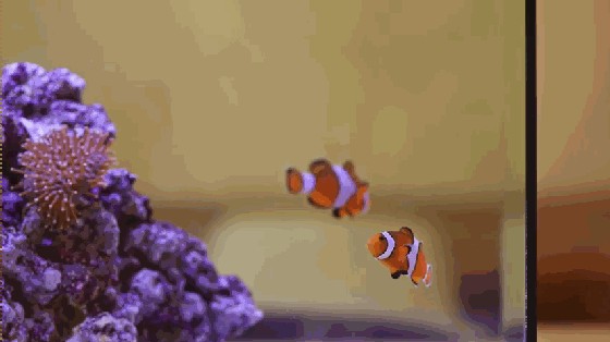 動畫片魚缸里的魚逃跑的：《魚缸里的魚逃跑》是否值得一看？