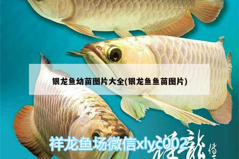銀龍魚幼苗圖片大全(銀龍魚魚苗圖片) 銀龍魚幼苗圖片大全(銀龍魚魚苗圖片) 銀龍魚百科