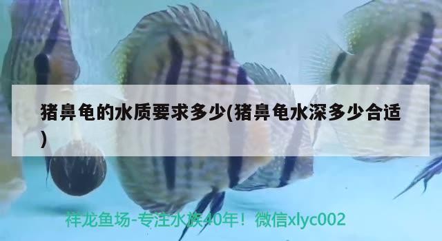 豬鼻龜的水質要求多少(豬鼻龜水深多少合適)