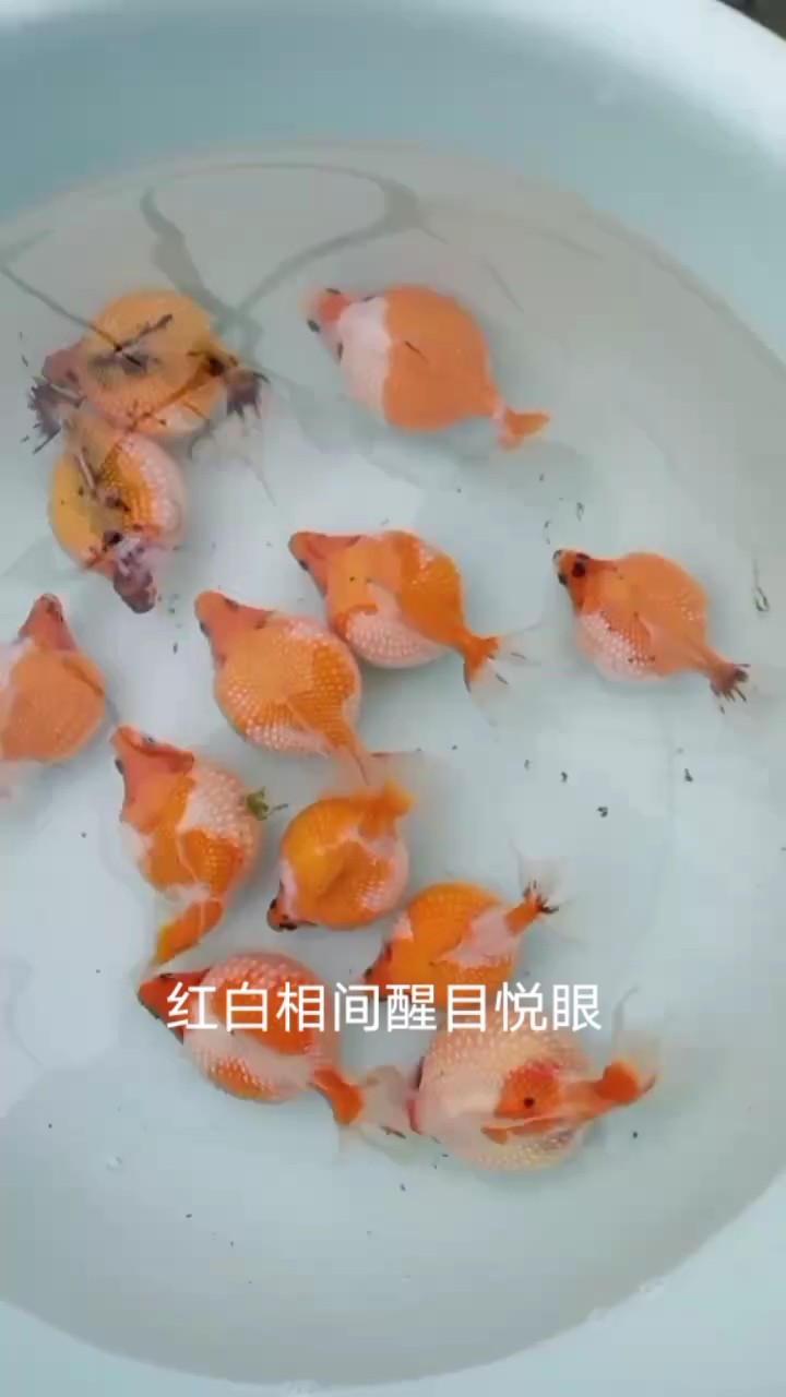 能長一斤多的大珠子 能長一斤多的大珠子 龍魚論壇