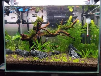 30厘米的小魚缸怎么造景：30厘米小魚缸的幾種造景方法
