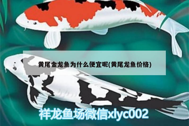 黃尾金龍魚為什么便宜呢(黃尾龍魚價格)