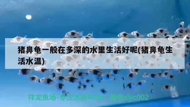 豬鼻龜一般在多深的水里生活好呢(豬鼻龜生活水溫)