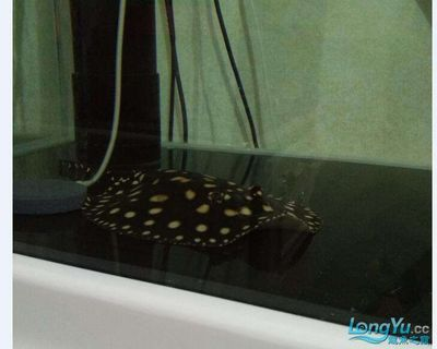 魟魚下缸后翹邊怎么回事：魟魚下缸后翹邊可能有以下幾個原因