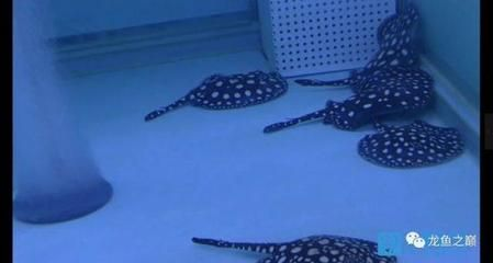 魟魚繁殖技術要點：如何提高親魚繁殖成功率，魟魚幼魚喂養最佳實踐