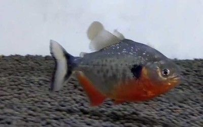 虎魚吃虎魚苗嗎：虎魚的食性以及虎魚苗的飼養(yǎng)方法是根據(jù)搜索結(jié)果得出的信息 虎魚吃虎魚苗嗎：虎魚的食性以及虎魚苗的飼養(yǎng)方法是根據(jù)搜索結(jié)果得出的信息 虎魚百科 第3張