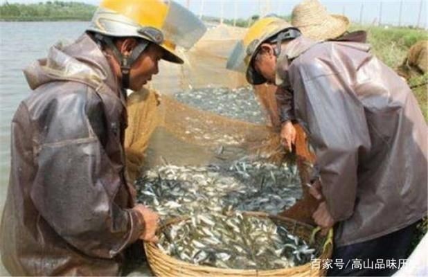 BD魟魚選購注意事項：選購bd魟魚的注意事項