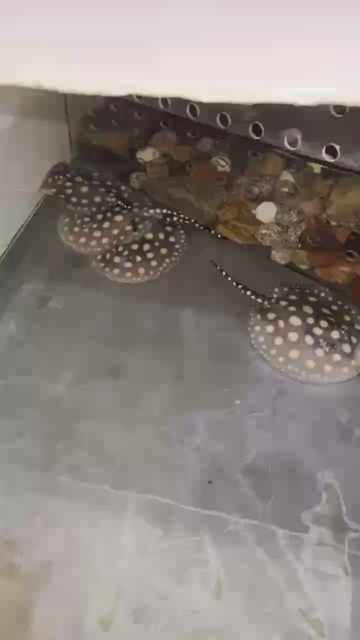 魚缸用增氧泵價格是多少:魚缸增氧機-xtrac增氧機-xtrac增氧機 半個月紀念一下 龍魚論壇 半個月紀念一下 半個月紀念一下 龍魚論壇