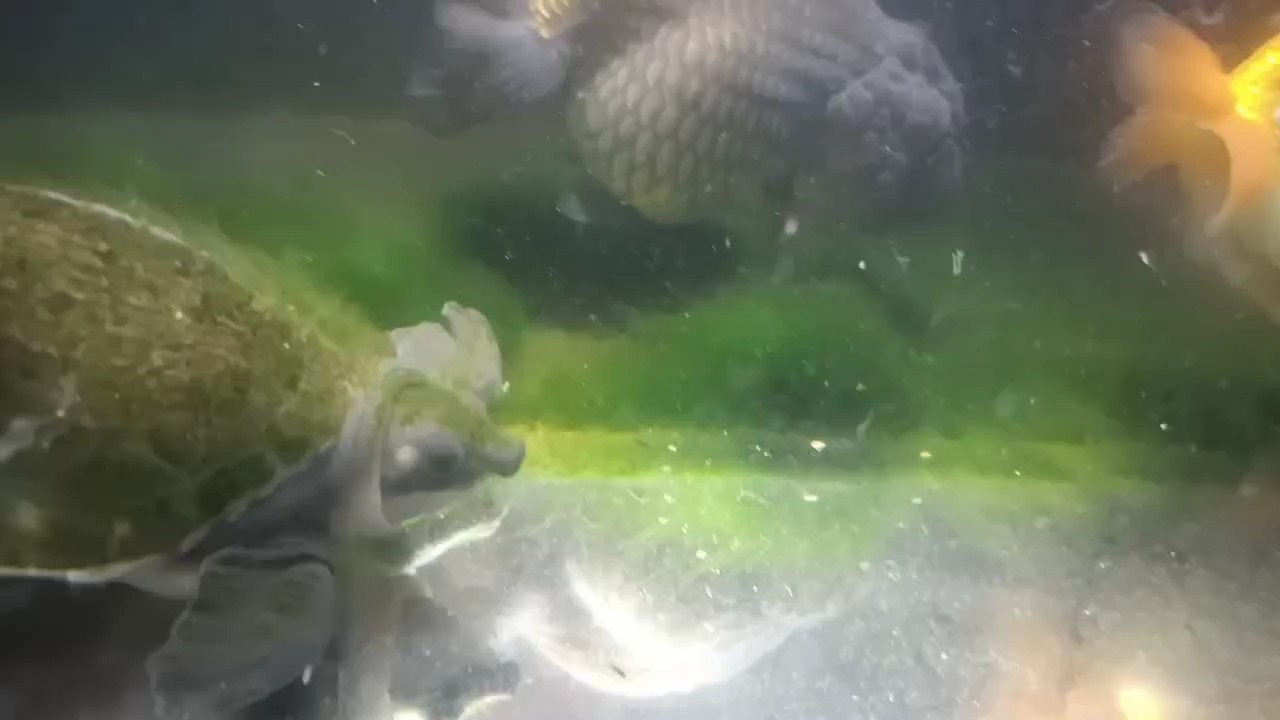 綠毛豬鼻感覺還是比較小眾