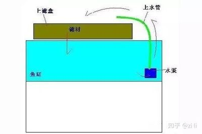 養龍魚濾材多久換一次