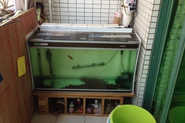 1.2米魚缸適合養什么魚皮實的：1.2米的魚缸適合養什么魚 1.2米魚缸適合養什么魚皮實的：1.2米的魚缸適合養什么魚 魚缸百科 第3張