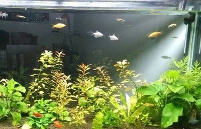 大魚缸養小熱帶魚效果圖：熱帶魚如何養殖？