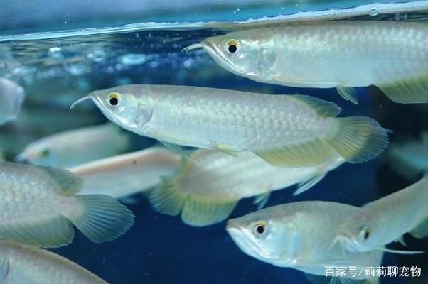 紅龍魚混養打架怎么辦：如何判斷紅龍魚混養最佳魚缸尺寸