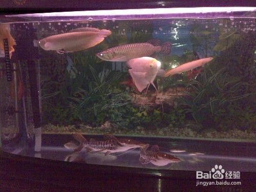 紅龍魚混養(yǎng)打架怎么辦：如何判斷紅龍魚混養(yǎng)最佳魚缸尺寸
