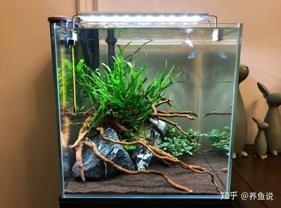 8厘米魚用多大魚缸養好：8厘米的魚適合養什么樣的魚 8厘米魚用多大魚缸養好：8厘米的魚適合養什么樣的魚 魚缸百科 第3張