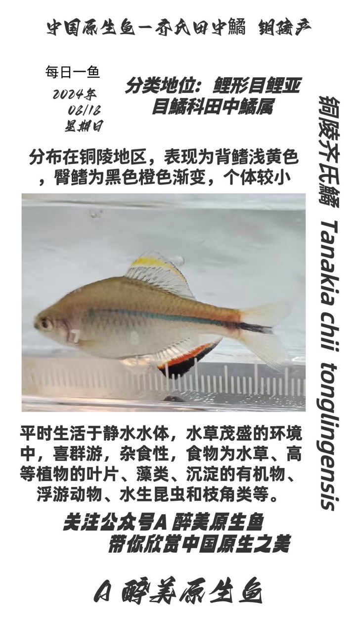 銅陵齊氏鱊