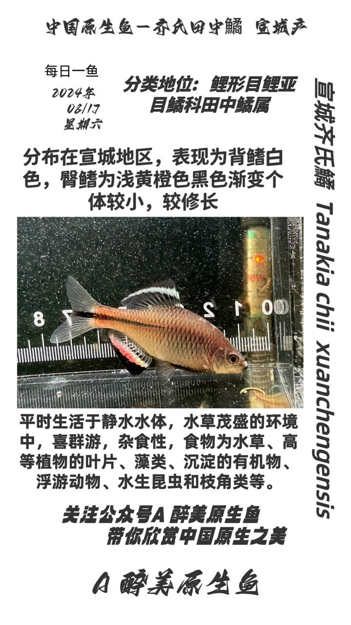 宣城齊氏鱊