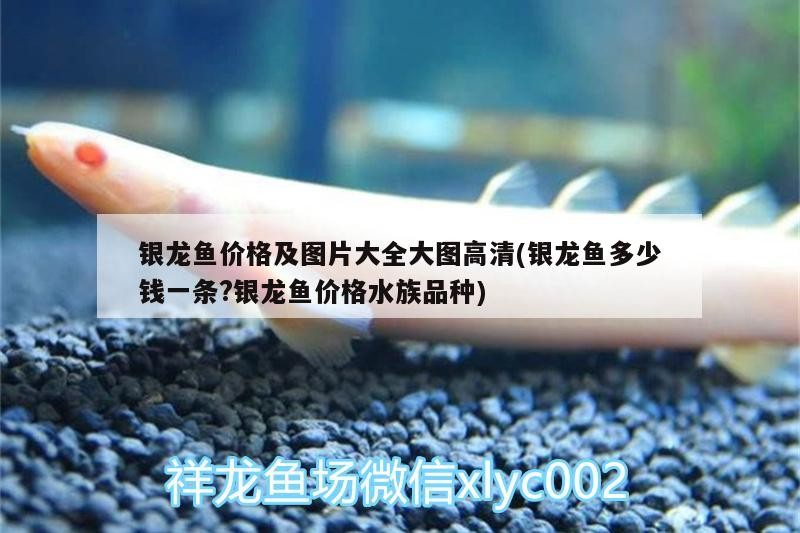 銀龍魚價格及圖片大全大圖高清(銀龍魚多少錢一條?銀龍魚價格水族品種) 銀龍魚價格及圖片大全大圖高清(銀龍魚多少錢一條?銀龍魚價格水族品種) 銀龍魚百科