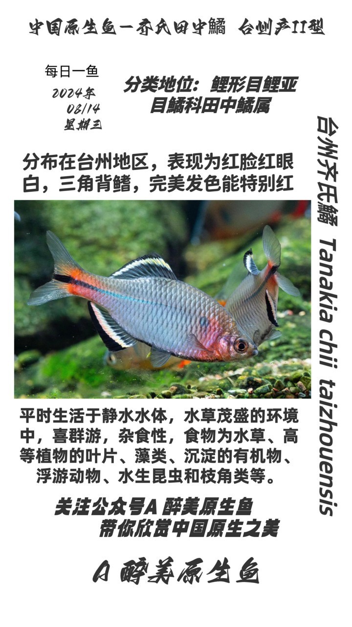 臺州齊氏鱊 紅臉