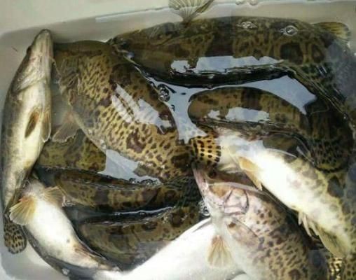 魟魚飼養環境要求：飼養魟魚的環境要求