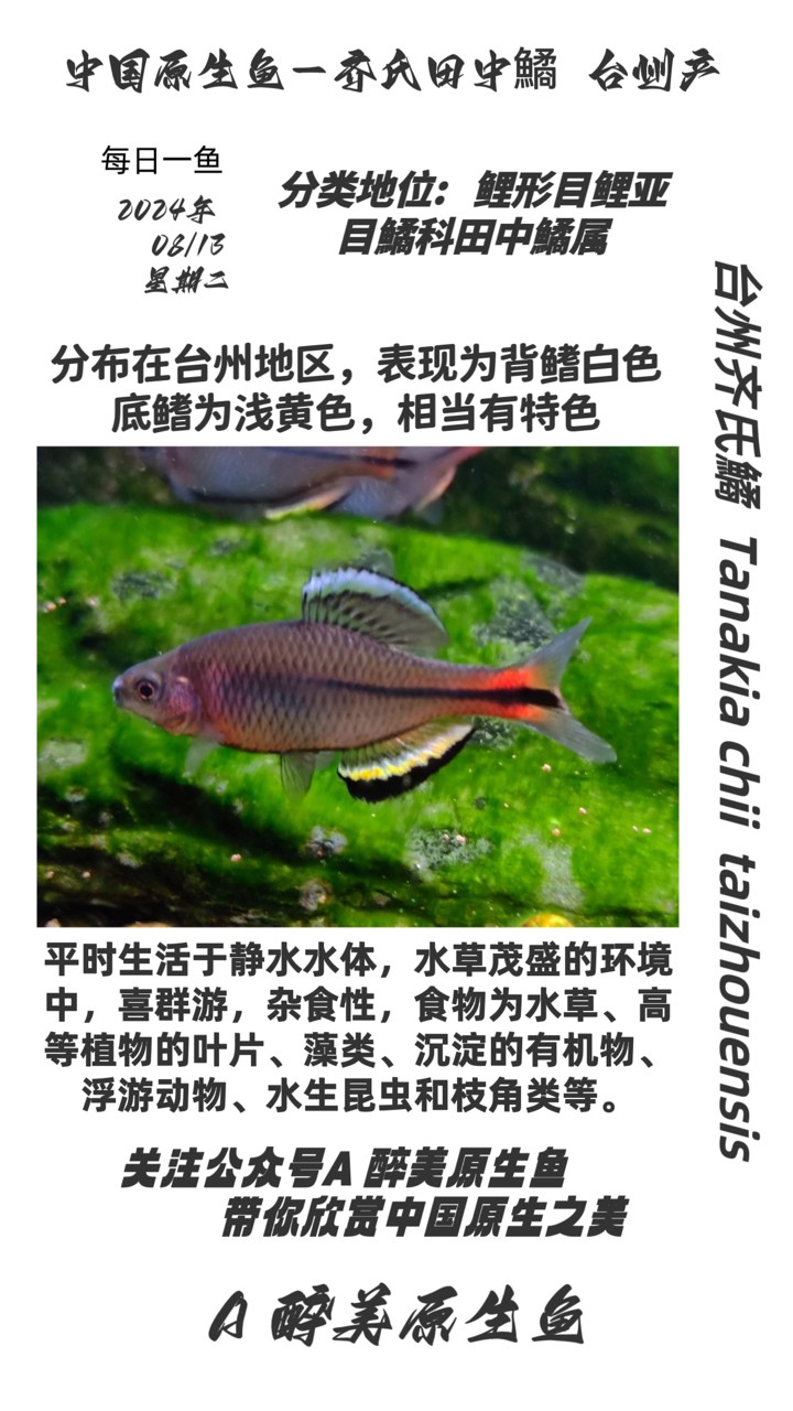 臺州齊氏鱊