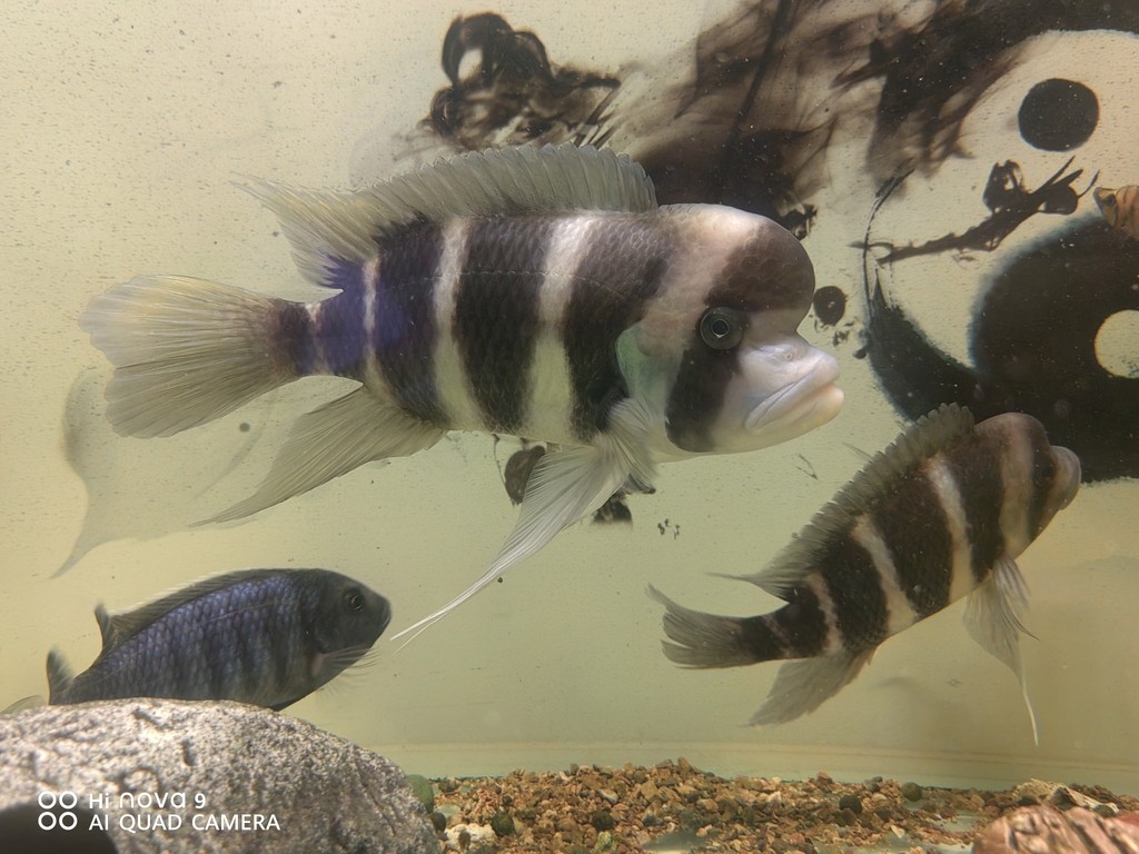 青龍魚飼養(yǎng)過程中需要注意的環(huán)境因素，青龍魚需要一個適合它們生活的空間，養(yǎng)殖青龍魚需要注意什么？