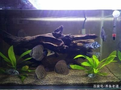 白條魚在魚缸怎么養(yǎng)活：如何在魚缸中養(yǎng)活白條魚 白條魚在魚缸怎么養(yǎng)活：如何在魚缸中養(yǎng)活白條魚 魚缸百科 第2張