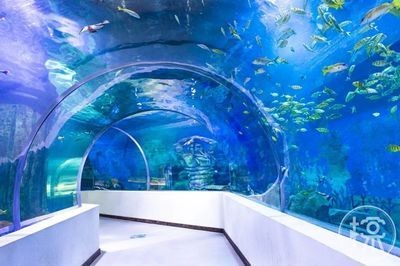 滄州水族館vs祥龍魚場（滄州地區(qū)的水族館和祥龍魚場對比分析）