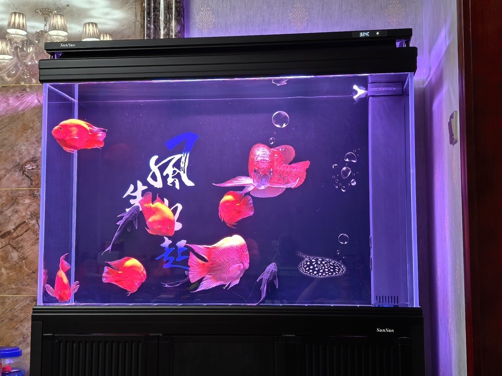 新添加的鸚鵡魚