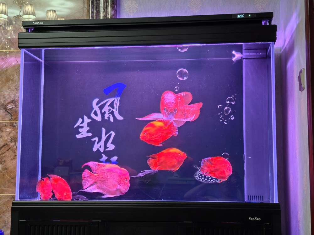 新添加的鸚鵡魚