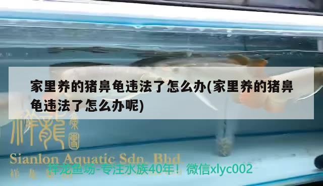 家里養的豬鼻龜違法了怎么辦(家里養的豬鼻龜違法了怎么辦呢)