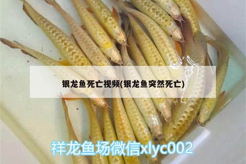 銀龍魚死亡視頻(銀龍魚突然死亡)