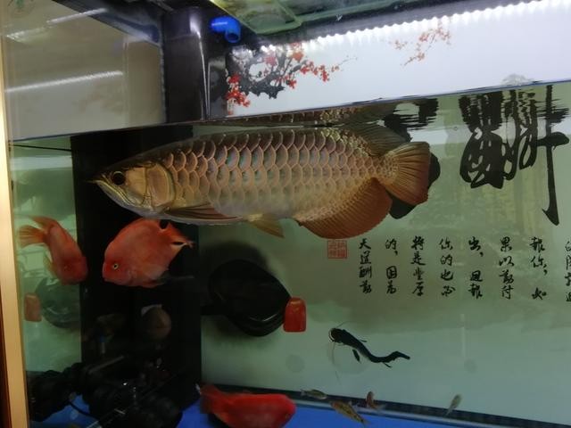 過背金龍魚《什么叫過背龍魚》