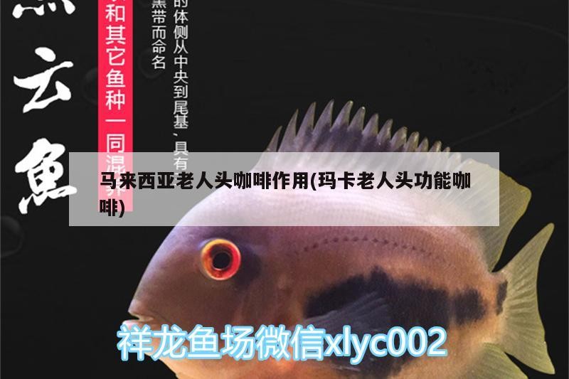 馬來西亞老人頭咖啡作用(瑪卡老人頭功能咖啡)