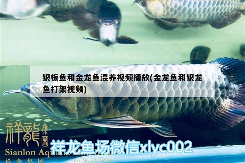 銀板魚和金龍魚混養視頻播放(金龍魚和銀龍魚打架視頻)