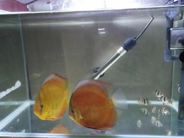 魟魚適宜的水溫和水質管理:養殖魟魚的注意事項 魟魚百科 第2張 魟魚適宜的水溫和水質管理:養殖魟魚的注意事項 魟魚適宜的水溫和水質管理:養殖魟魚的注意事項 魟魚百科 第2張