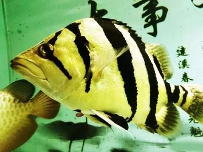 魟魚適宜的水溫和水質管理:養殖魟魚的注意事項 魟魚百科 第4張 魟魚適宜的水溫和水質管理:養殖魟魚的注意事項 魟魚適宜的水溫和水質管理:養殖魟魚的注意事項 魟魚百科 第4張