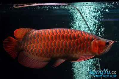 紅龍魚(yú)兜嘴怎么治療：紅龍魚(yú)兜嘴手術(shù)治療的風(fēng)險(xiǎn)評(píng)估