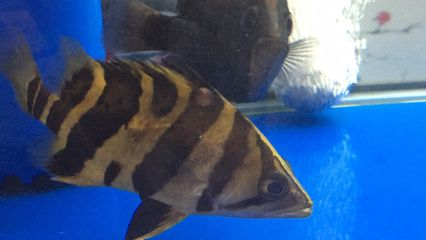 虎魚不長個是什么原因引起的：虎魚不長個是什么原因導致的