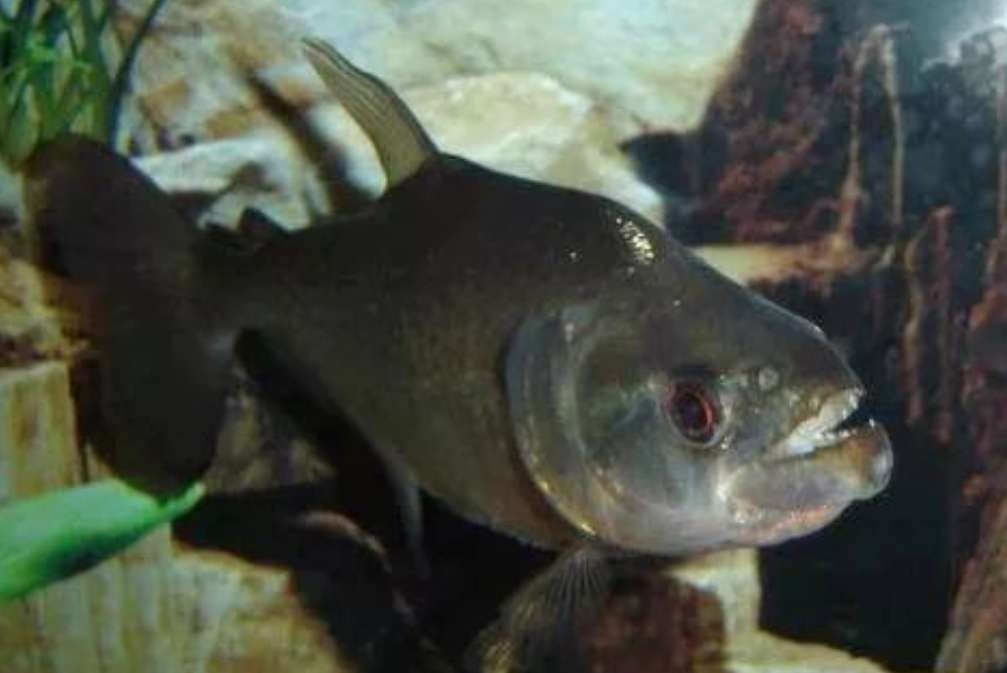 虎魚不長個是什么原因引起的：虎魚不長個是什么原因導致的