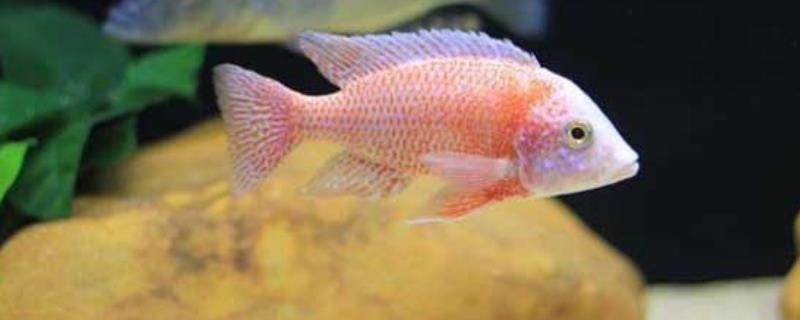 愛馬魚缸怎么樣養(yǎng)：養(yǎng)愛馬魚缸的一些建議