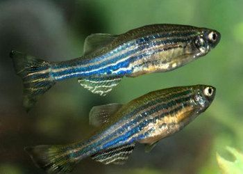 愛馬魚缸怎么樣養(yǎng)：養(yǎng)愛馬魚缸的一些建議