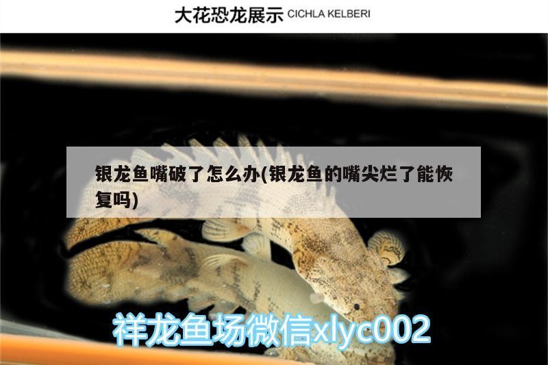 銀龍魚嘴破了怎么辦(銀龍魚的嘴尖爛了能恢復嗎)