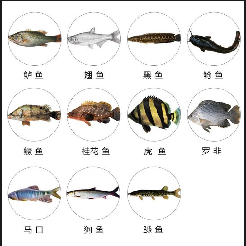 虎魚和黑魚哪個(gè)厲害：虎魚和黑魚哪個(gè)厲害？
