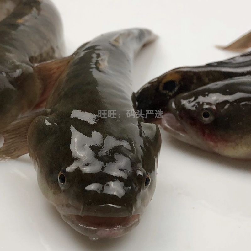 虎魚和黑魚哪個(gè)厲害：虎魚和黑魚哪個(gè)厲害？