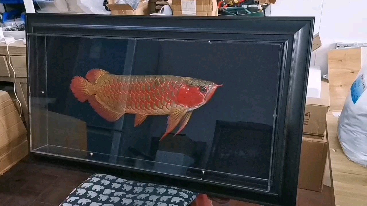 紅 龍魚標本 欣賞 紅 龍魚標本 欣賞 龍魚論壇