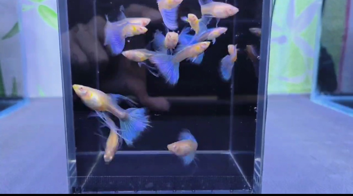 藍白大c